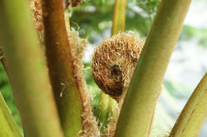 新宿御苑・温室