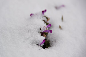 雪のあぜ道