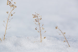 雪のあぜ道