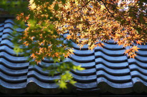 お寺の紅葉
