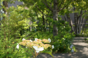 おもはらの森