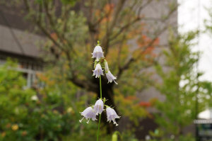 おもはらの森