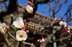 表参道・善光寺