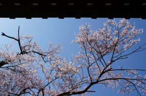 中院・桜