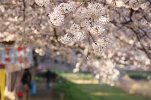 土手の桜