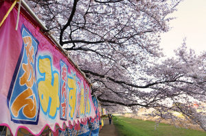 土手の桜