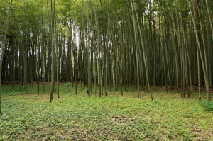 竹