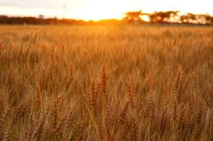 伊佐沼の麦と夕日