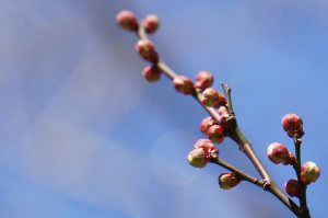 仙波河岸史跡公園の梅と桜