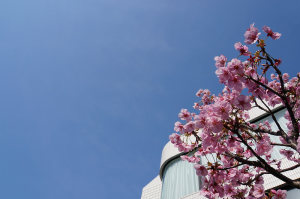 キャットストリートの桜
