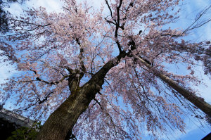 中院の枝垂桜
