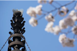 喜多院の桜・多宝塔