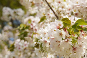 明治神宮の山桜
