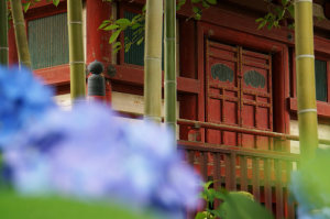 喜多院の紫陽花