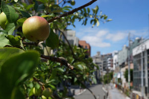キャットストリートのリンゴ