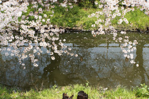 新河岸川の桜