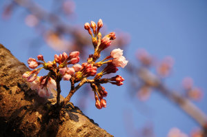 夕暮れの伊佐沼で桜を撮った