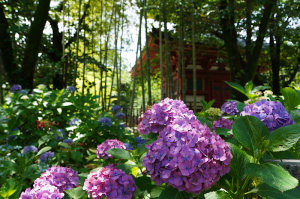 喜多院の紫陽花