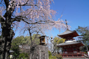 喜多院の枝垂桜