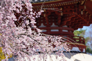 喜多院の枝垂桜