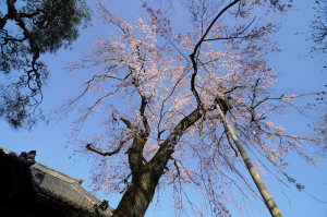 中院の枝垂れ桜
