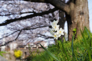 氷川神社裏の桜