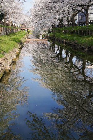 氷川神社裏の桜