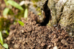 アリの巣