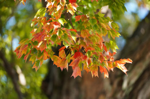 水上公園の紅葉