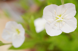アカバナユウゲショウの白花種