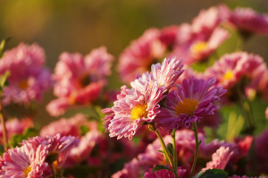 畑の菊