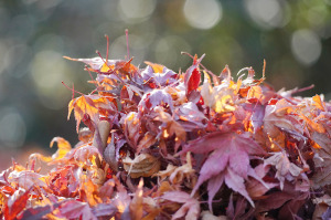 多聞院の紅葉