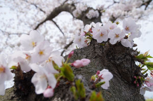伊佐沼の桜