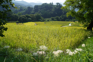 白い彼岸花