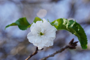 十月桜