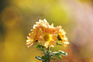 畑の菊
