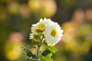 畑の菊