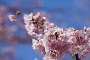 早咲きの桜