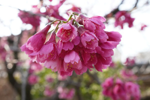 中院の桜ともみじ