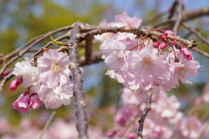 枝垂れ桜