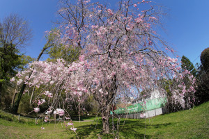 枝垂れ桜