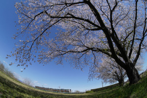 桜鉄橋