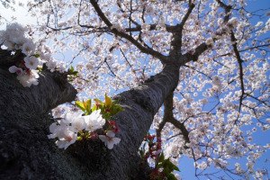 伊佐沼の桜