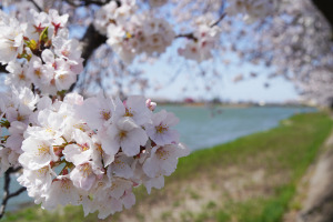 伊佐沼の桜