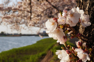 伊佐沼の夕桜