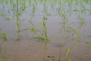 田植え