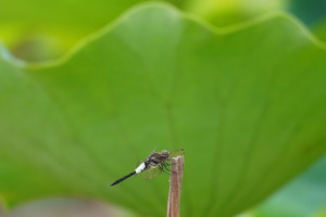 善長寺の蓮の花