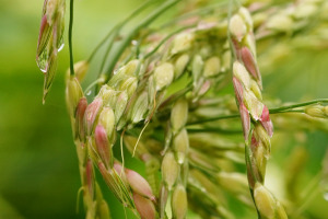 ぐずついた天気